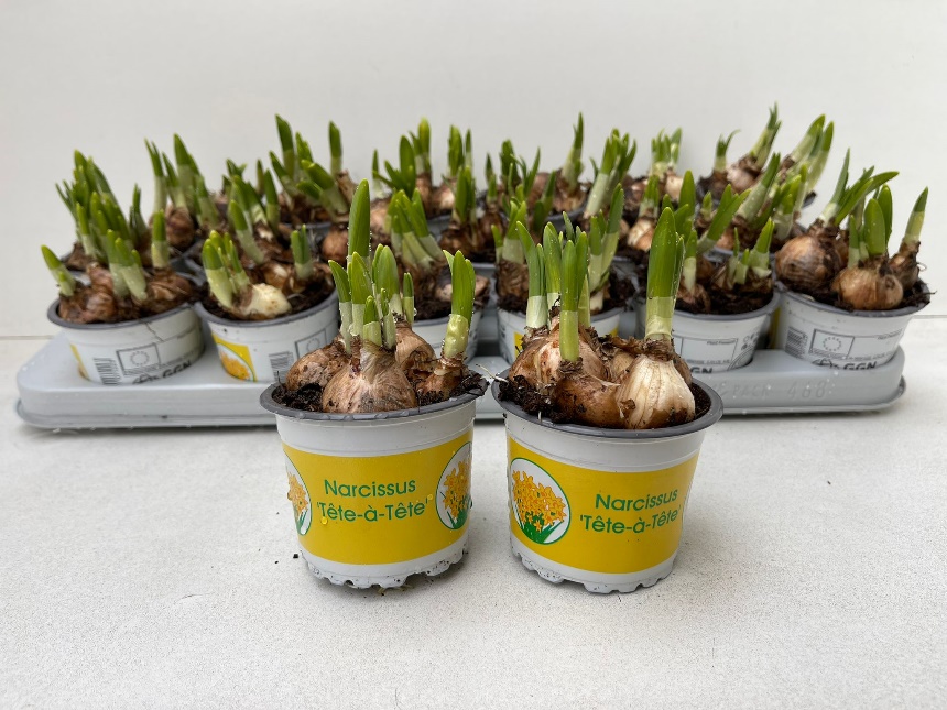 9CM Ghiveci Nar.Tétè à Tétè - imagine 3