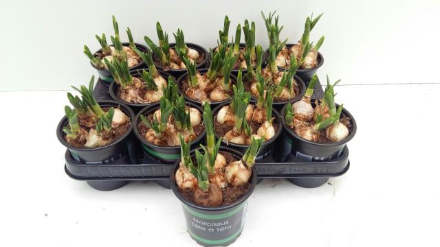 9CM Ghiveci Nar.Tétè à Tétè - imagine 2