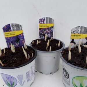 12cm Ghiveci Crocus Mix 3 Culori