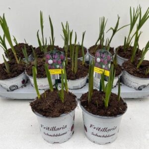 9CM Topf Fritillaria Meleagris