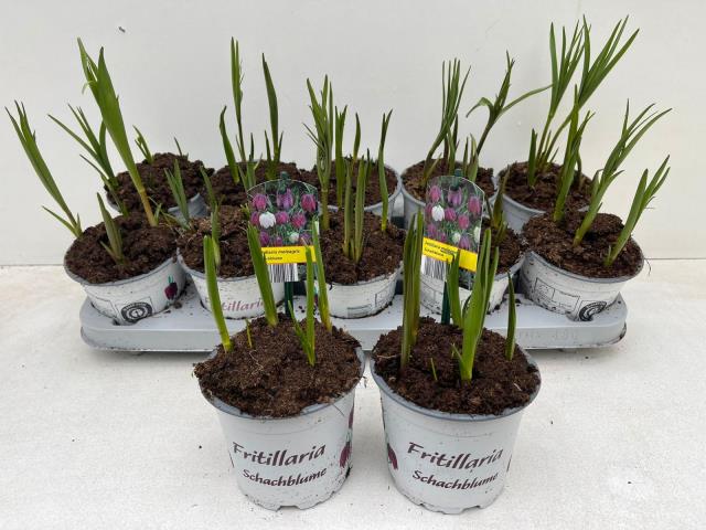 9CM Topf Fritillaria Meleagris