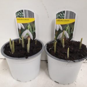 12CM Ghiveci Galanthus elwesii