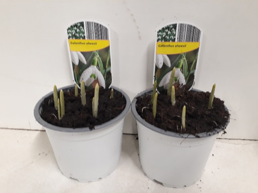 12CM Ghiveci Galanthus elwesii