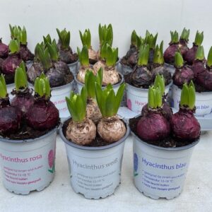 12CM Ghiveci Zambile in 3 culori