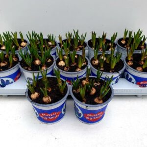 12CM Ghiveci Muscari Big Smile