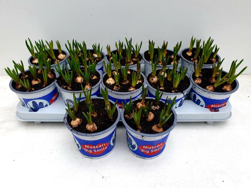 12CM Ghiveci Muscari Big Smile