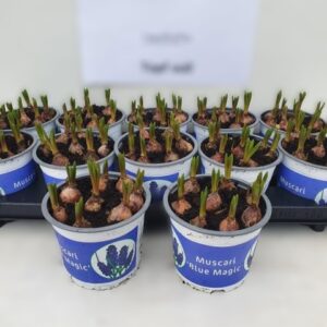 12CM Ghiveci Muscari Blue Magic