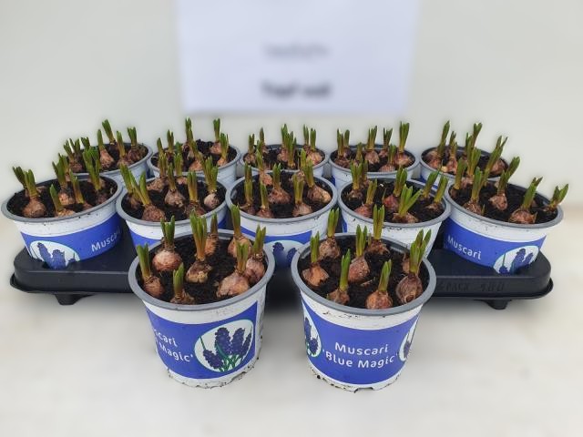 12CM Ghiveci Muscari Blue Magic