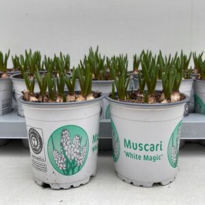 12CM Muscari white Magic