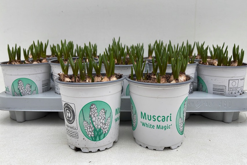 12CM Muscari white Magic