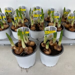 12CM Ghiveci Nar. Abba