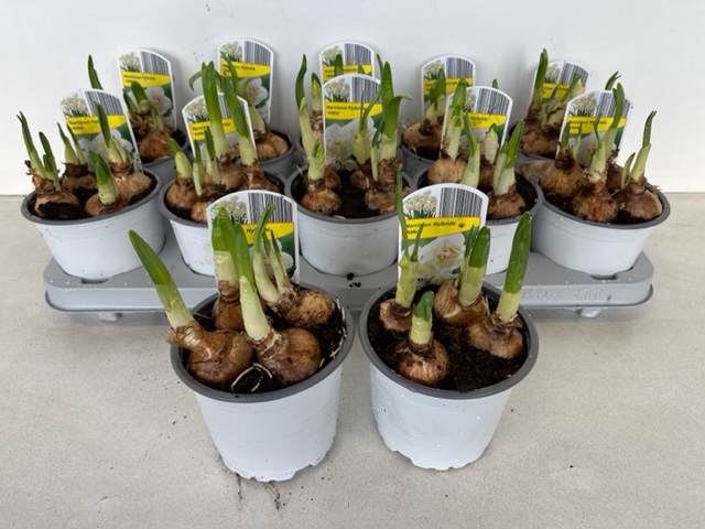 12CM Ghiveci Nar. Abba