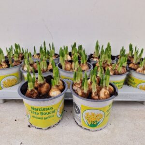 12CM Ghiveci Nar. Bouclé