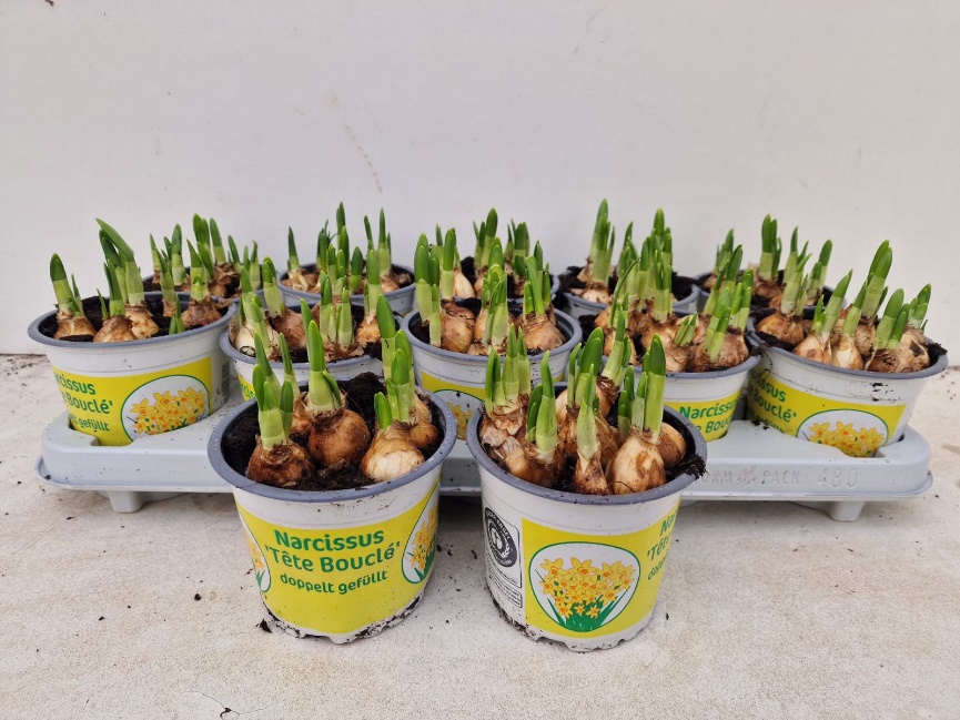 12CM Ghiveci Nar. Bouclé