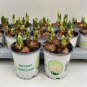 12cm Topf Nar. Bridal Crown