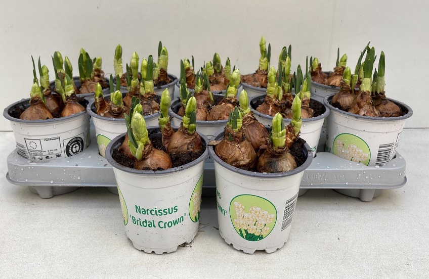 12cm Topf Nar. Bridal Crown