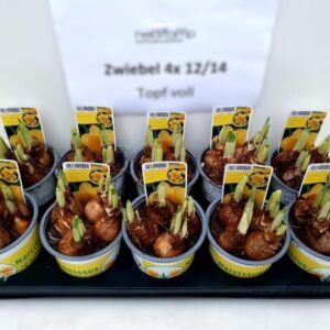 12cm Ghiveci Nar. California