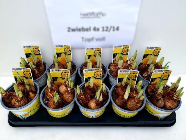 12cm Ghiveci Nar. California