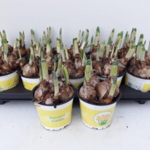 12CM Ghiveci Nar. Carlton