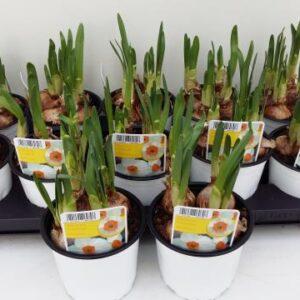 12CM Ghiveci Nar. Geranium