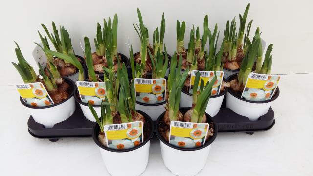 12CM Ghiveci Nar. Geranium