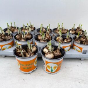 12CM Ghiveci Nar. Jetfire