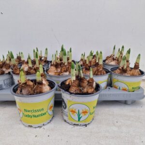 12CM Ghiveci Nar. Lucky Number