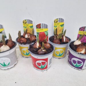 12CM Ghiveci Lalele Mix Culori