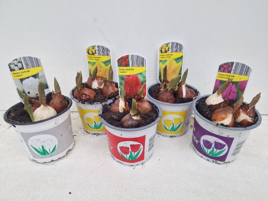 12CM Ghiveci Lalele Mix Culori