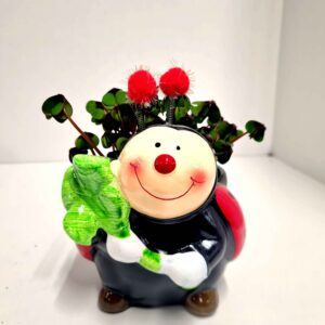 Trifoi Norocos 🍀 în Ghiveci Ceramic Buburuză Neagra 🐞 10,5 CM