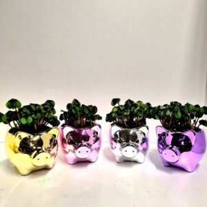 Trifoi Norocos 🍀 în Suport Porcușor Lucios 🐷💎MEGA 14 CM