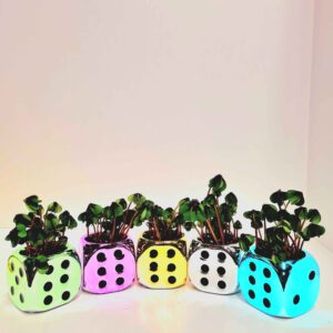 Trifoi Norocos Zar 🍀🎲 9 CM Ceramic