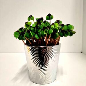 Trifoi Norocos 🍀 în Ghiveci Argintiu Texturat 💠Mega 14 CM