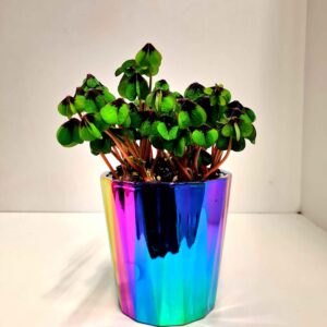 Trifoi Norocos 🍀 – Ghiveci Ceramic Curcubeu 🌈💎 MEGA 14 CM