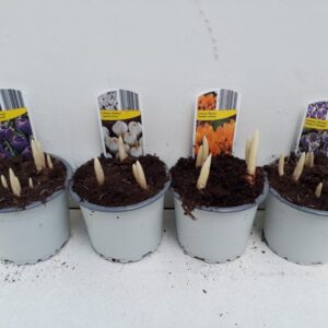 9cm Ghiveci Crocus Mix 4 Culori