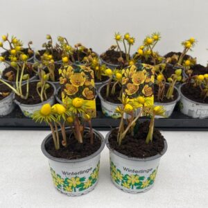 9cm Topf Eranthis Cilicica