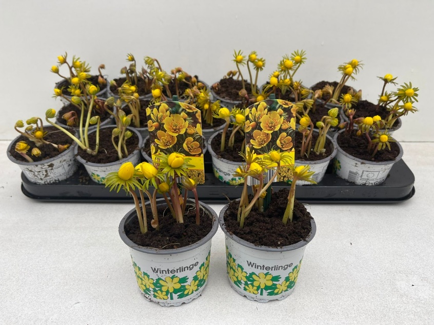 9cm Topf Eranthis Cilicica