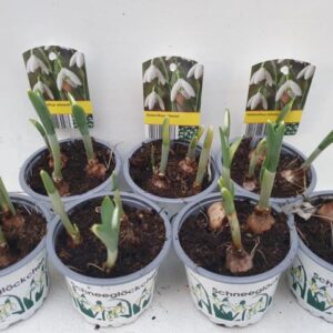 9CM Ghiveci Galanthus elwesii