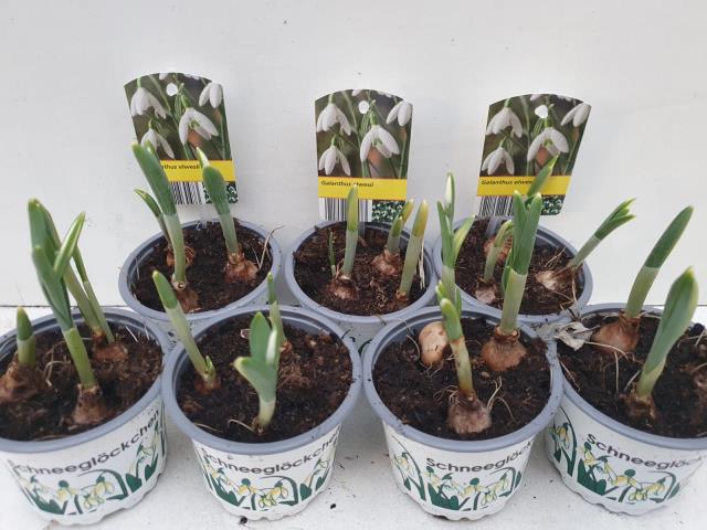 9CM Ghiveci Galanthus elwesii