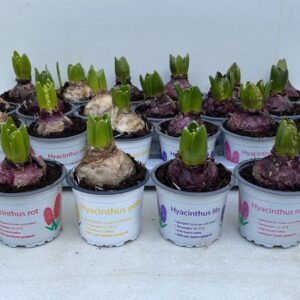 9 CM Ghiveci Zambile in 6 culori