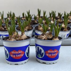 9CM Ghiveci Muscari Big Smile
