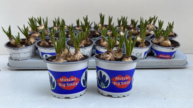 9CM Ghiveci Muscari Big Smile