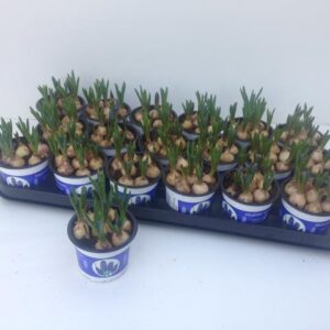 9CM Ghiveci Muscari Blue Magic