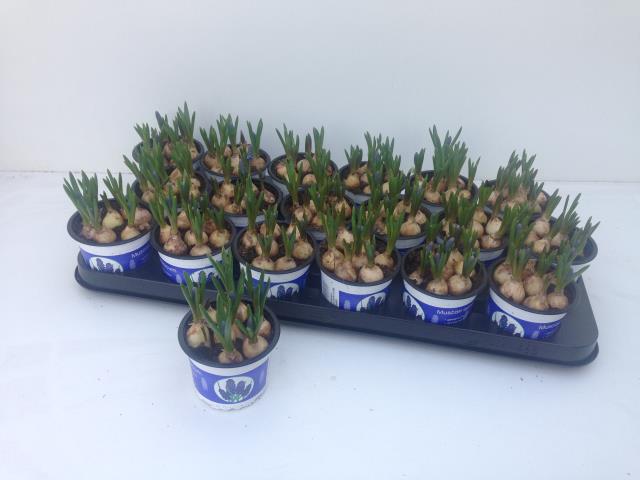 9CM Ghiveci Muscari Blue Magic