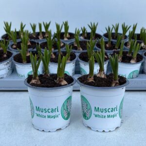 9CM Muscari white Magic