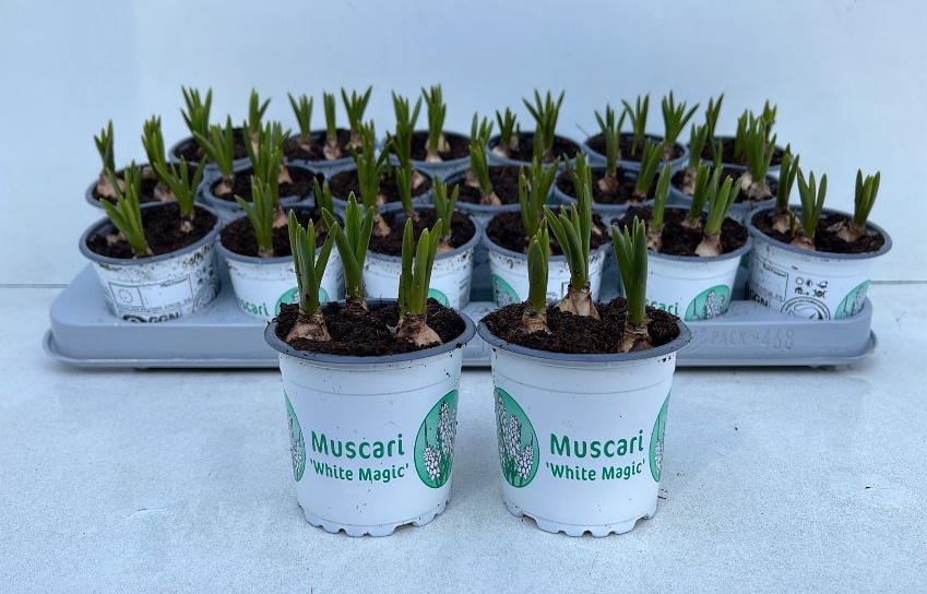 9CM Muscari white Magic