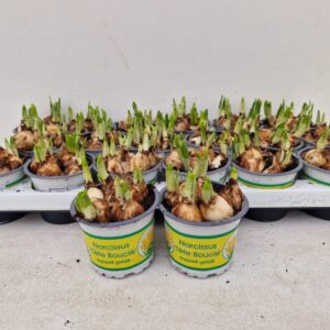 9CM Ghiveci Nar. Bouclé