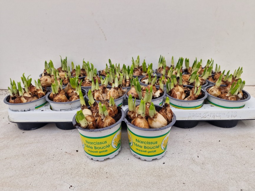 9CM Ghiveci Nar. Bouclé