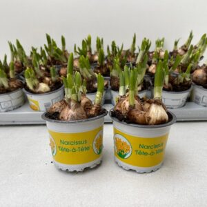 9CM Ghiveci Nar.Tétè à Tétè