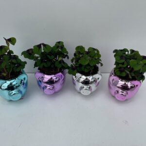 Trifoi Norocos Set 8 Piese– Ghiveci Purceluș pentru Noroc și Abundență 🐷🍀9 CM